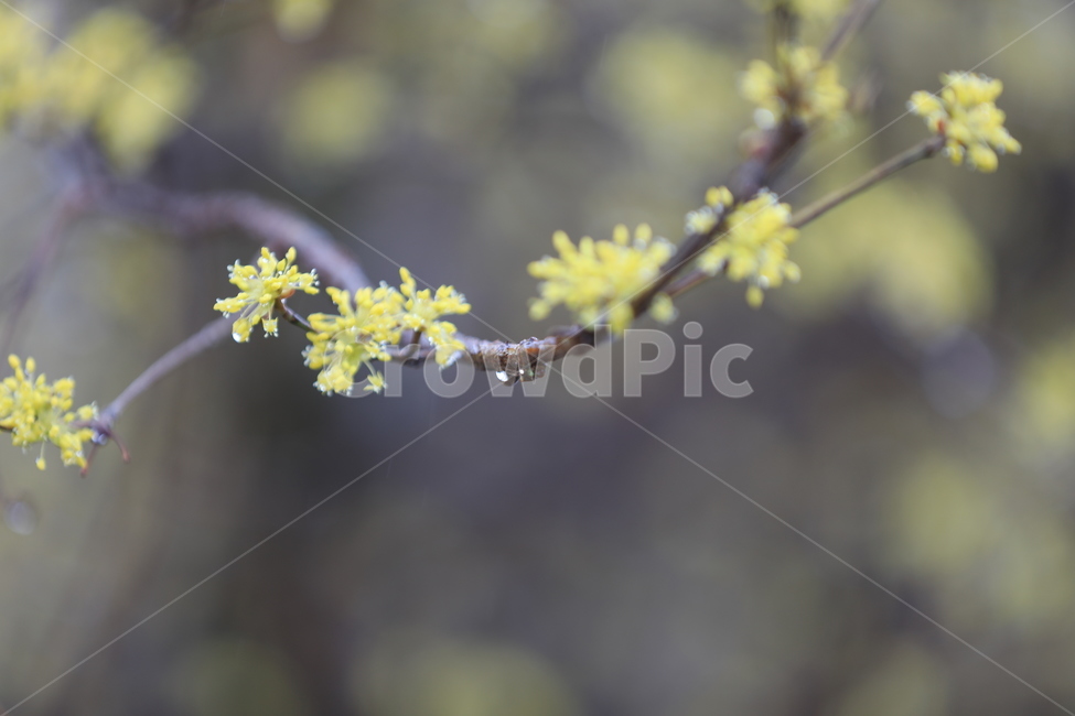 봄,산수유,하동,꽃,축제,봄,계절,spring,season,식물,자연,plants,nature,꽃,flower,plant