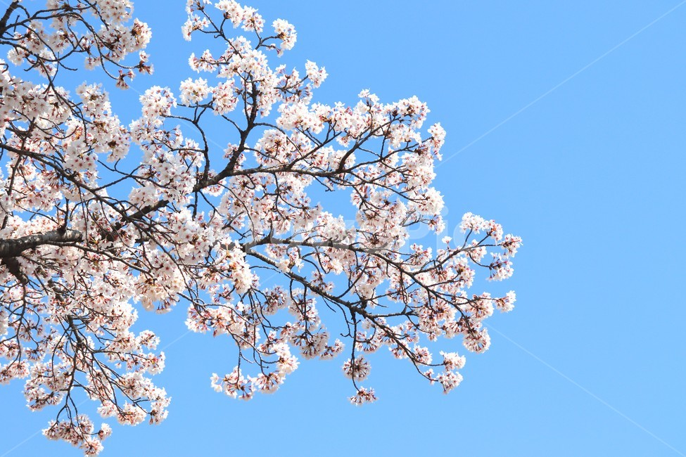 봄,꽃,봄꽃,벚꽃,나무,벚나무,식물,자연,플라워,생화,봄날,봄이미지,flower,cherryblossome,spring,봄,계절,spring,season,식물,자연,plants,nature,꽃,flower,plant,blossom