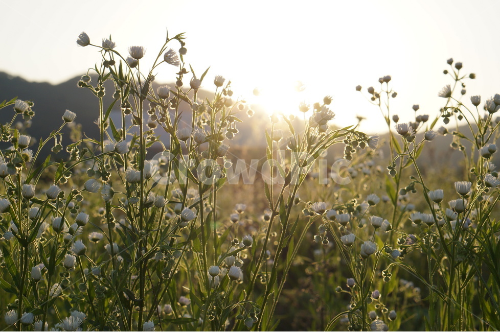 개망초,식물,하얀색,꽃,빛,풍경,식물,자연,plants,nature,꽃,flower