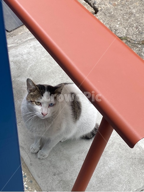 고양이,cat,길냥이,애완동물,야옹이