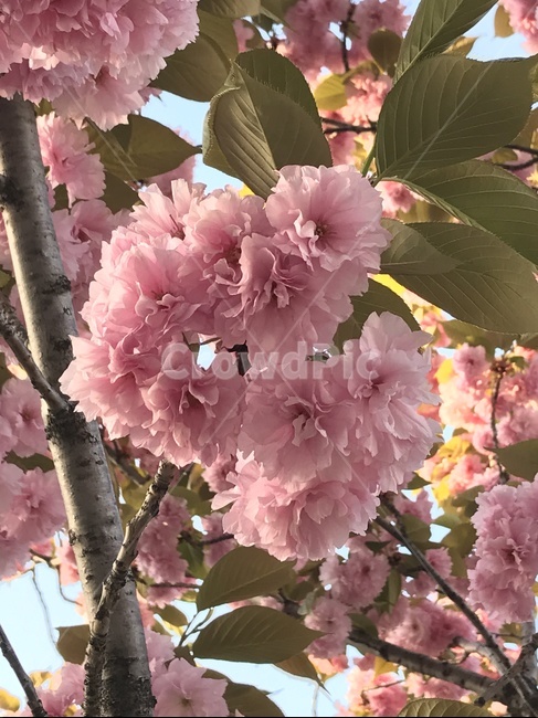 겹벚꽃,벚꽃,핑크벚꽃,cherryblossoms,분홍,아름다움,이쁨,핑크,분홍겹벚꽃,벚꽃나무,나무,꽃,봄,벚나무,분홍벚꽃,분홍꽃,계절,spring,season,식물,자연,nature,flower,공원,나들이,소풍,감성,식물,자연,plants,nature,꽃,flower