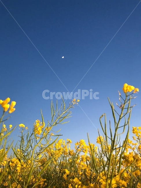 유채꽃,꽃,저녁,유채꽃축제,꽃밭,봄,계절,spring,season,식물,자연,plants,nature,꽃,flower,plant