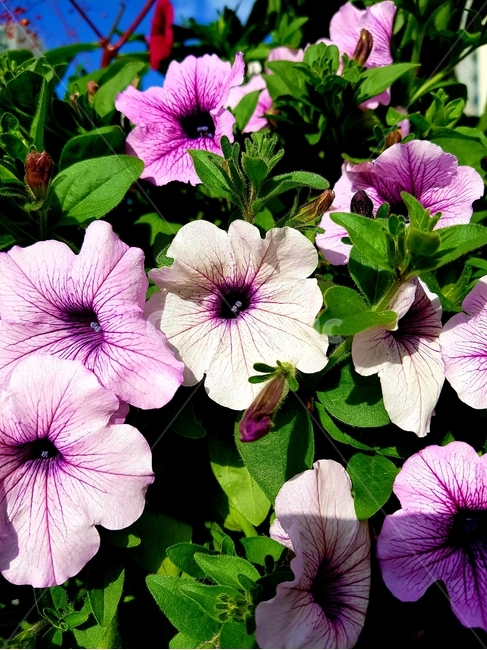 geranium,꽃,plant,식물,flower,식물,자연,plants,nature,꽃,flower