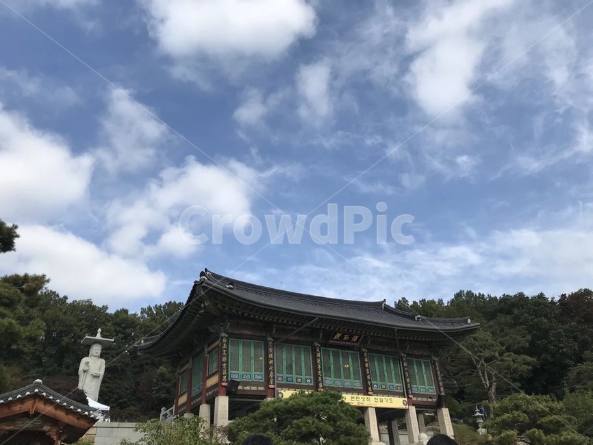 봉은사,하늘,나무,절,템스플레이
