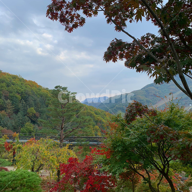 낙엽,단풍,가을,자연,nature,fall,산