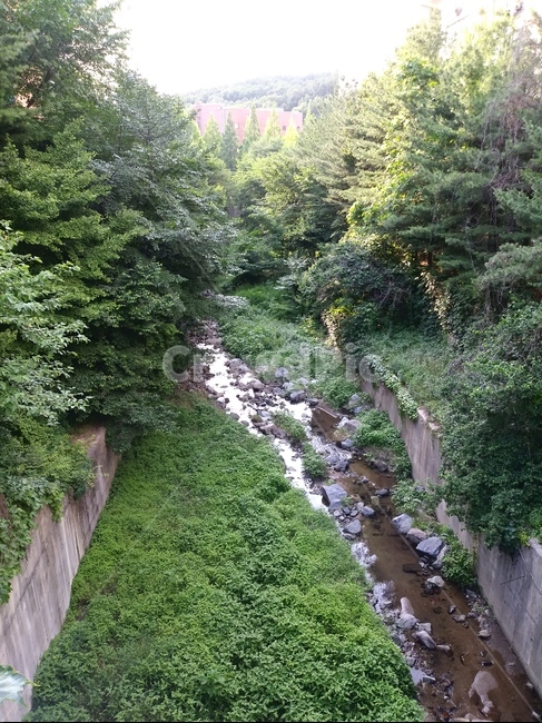 나무,강,초록,돌,건물,자연,풍경,nature,landscape,plant,식물