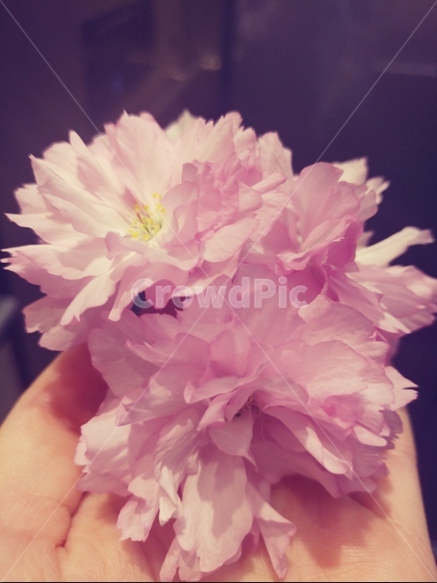 꽃,핑크,분홍,봄,손,꽃다발,꽃,flower