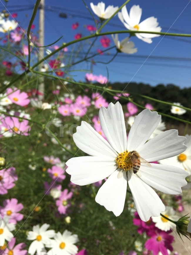 꽃,코스모스,벌,꿀벌,가을들판,가을,계절,fall,autumn,season,식물,자연,plants,nature,꽃,flower,동물,animal,곤충,벌레,insect,bug,plant