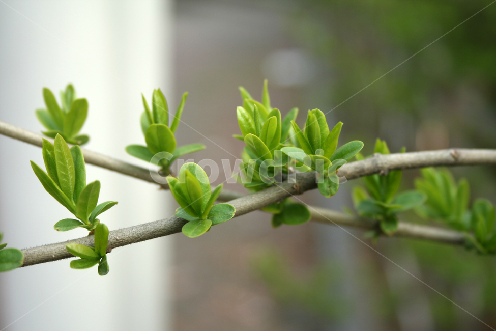 봄,봄날,감성,spring,풍경,식물,새싹,잎,초록,봄,계절,spring,season,식물,자연,plants,nature,plant,sprout,flower,꽃,blossom,bud,싹,leaf
