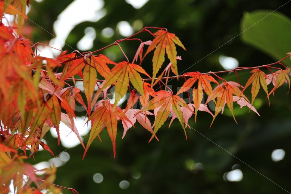 단풍나무,아침고요수목원,가평,붉으스름,주황과초록,초가을,가을,계절,fall,autumn,season,식물,자연,plants,nature,leaf,잎,plant,tree,나무
