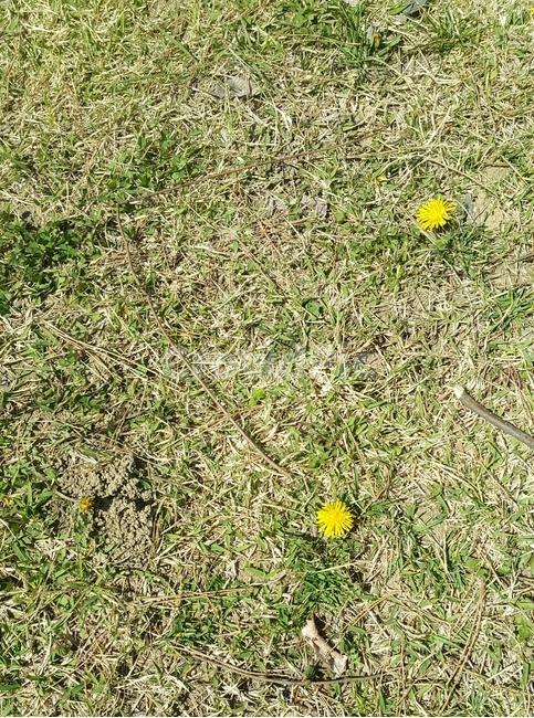 민들레,풀밭,봄날,초록,ground,grassfield,yellowflower,dandelion,groundmaterial,green,노란꽃,작은꽃,새싹,풀,봄,계절,spring,season,식물,자연,plants,nature,꽃,flower,바닥,plant,grass,잔디