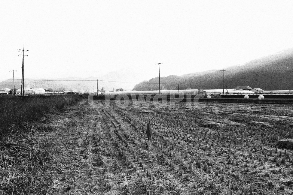 겨울밭,시골밭,휑밭,가난한겨울밭,밭,시골,마을,풍경,landscape,country,rural,town,흑백,모노톤,monochrome,black and white