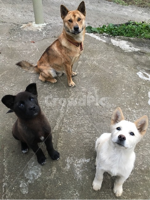 개,강아지,삼총사,앉아,기다림,동물,animal,포유류,mammal,개,강아지,dog,doggy
