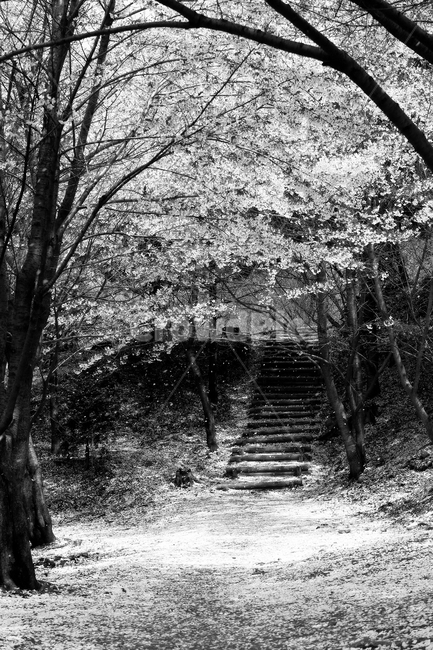 나무,벗꽃,봄,공원,꽃길,봄,계절,spring,season,흑백,모노톤,monochrome,black and white
