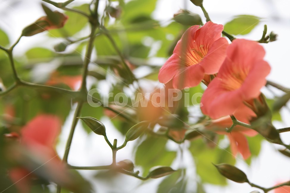 능소화,여름꽃,주황색,꽃,감성,식물,자연,plants,nature,꽃,flower