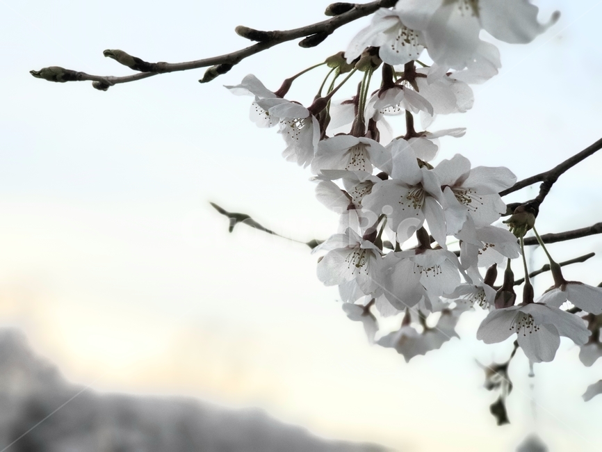 봄,봄꽃,벚꽃,꽃,자연,nature,flower
