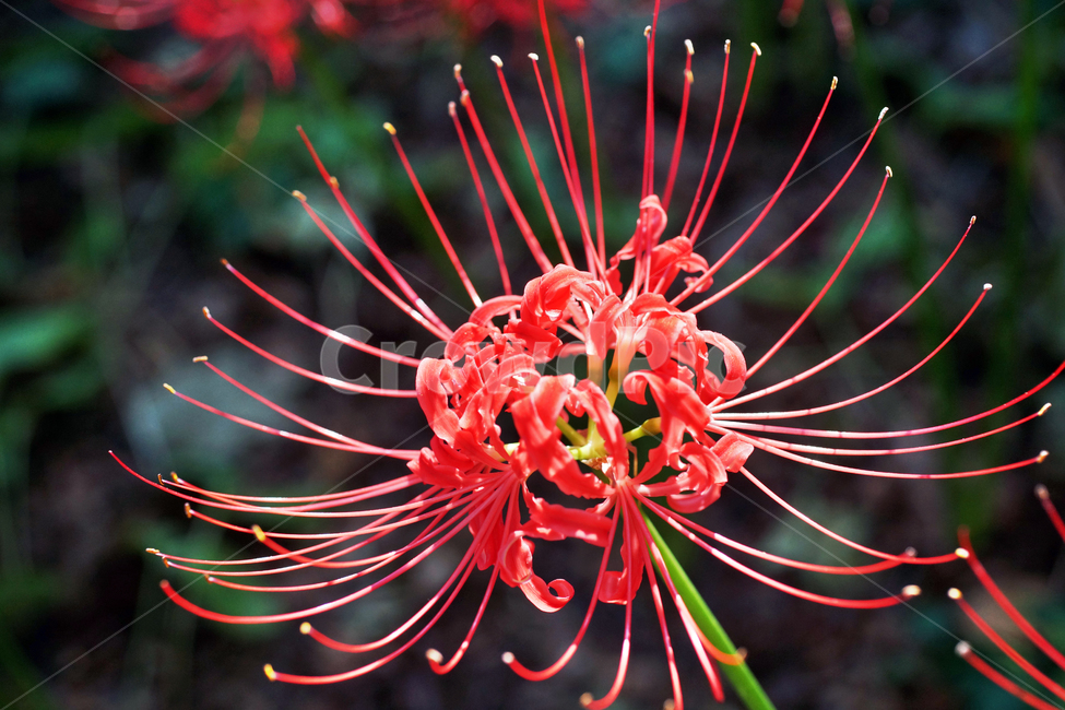 꽃무릇,상사화류,석산,독무릇,산오독,산두초,redspiderlily,가을,빨간꽃,식물,화단용,꽃꽂이용,식물,자연,plants,nature,꽃,flower