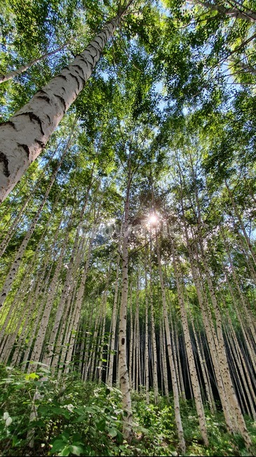 자작나무,계절,여름,birch,forest