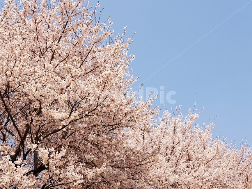 봄,봄꽃,벚꽃,꽃,자연,nature,flower