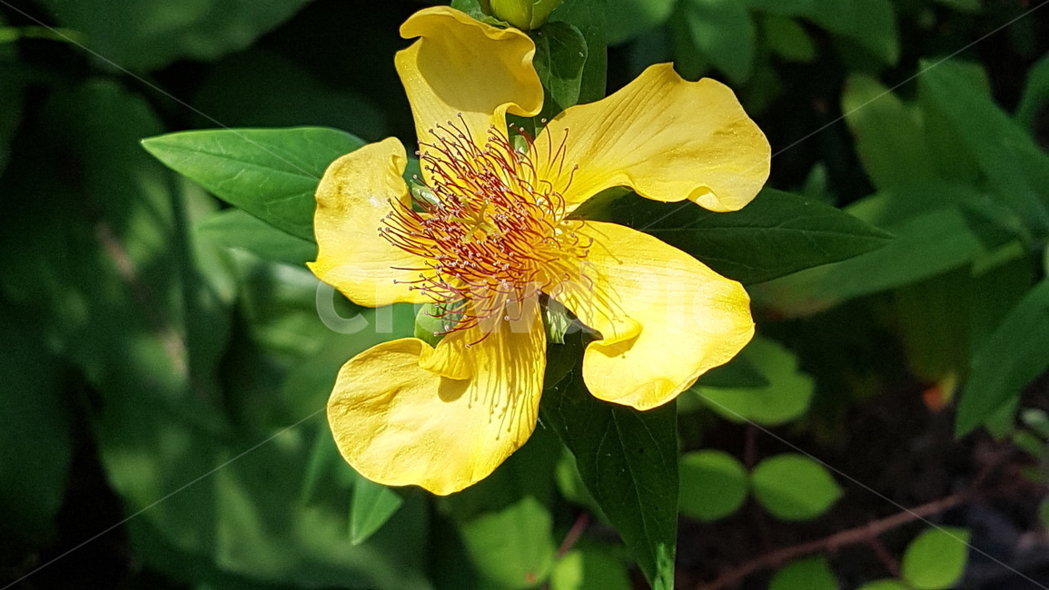 노란꽃,물레나물꽃,들꽃,꽃한송이,자연,식물,자연,plants,nature,꽃,flower