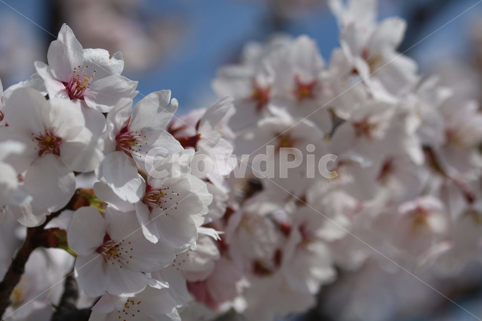 벚꽃,꽃,봄,계절,식물,자연,브라운,분홍색,하얀색,색깔,cherryblossom,pink,brown,white,flower,spring,season,color,plant,nature,봄,계절,spring,season,식물,자연,plants,nature,꽃,flower,blossom