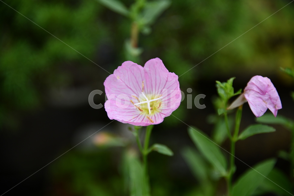 꽃,자연,식물,야생화,nature,flower,감성,feeling,배경,백그라운드