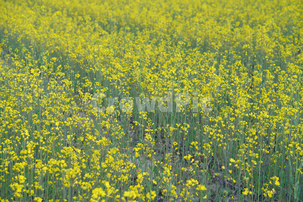 field,들,grassland,목초지,rapeflowers,유채꽃