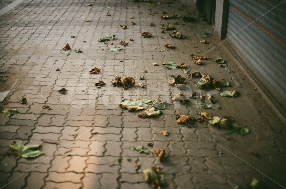 낙엽,가을,풍경사진,필름사진,감성사진,필름,감성,계절,가을,계절,fall,autumn,season,감성,sensible,feeling,walkway,보도,path,통로,leaf,잎,plant,식물,sidewalk,pavement,포장
