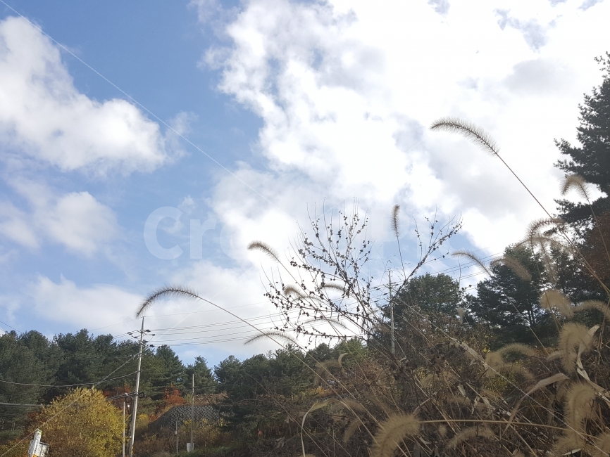 풍경,하늘,강아지풀,구름,전봇대,식물,자연,plants,nature
