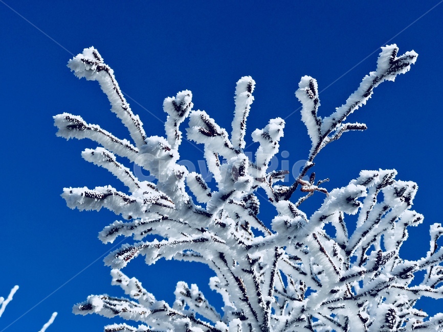 눈꽃,상고대,덕유산,겨울,자연,겨울,계절,winter,season