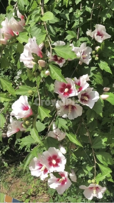 무궁화,여름,대한민국,국화,꽃