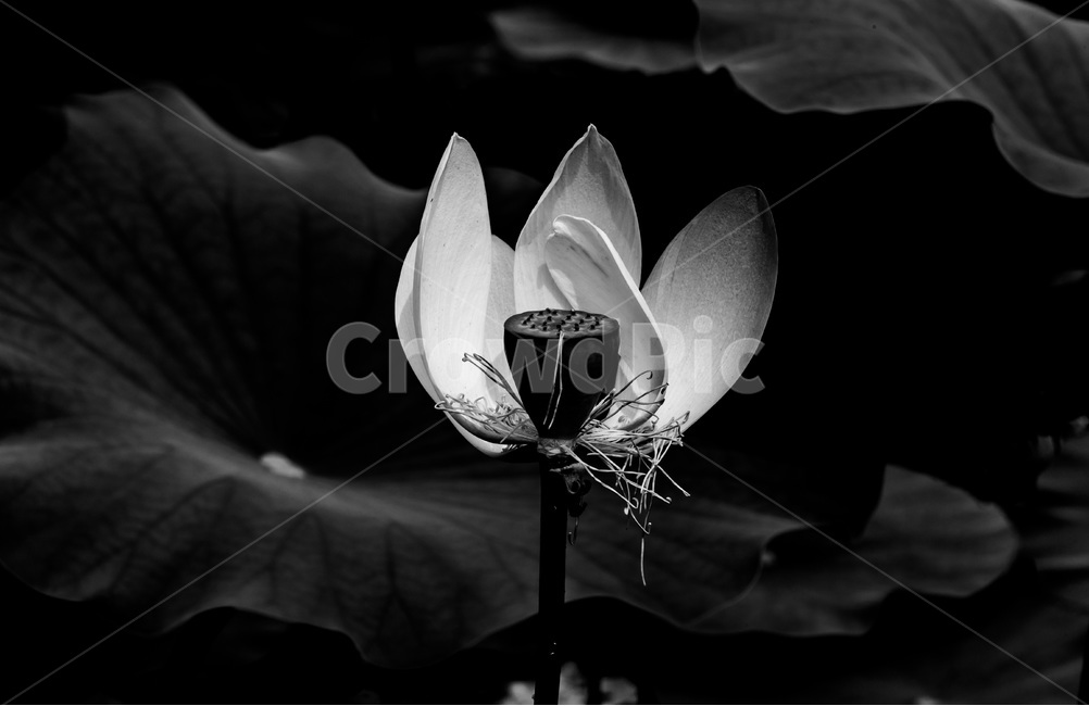 연꽃,연잎,문양,무늬,습지,식물,자연,plants,nature,꽃,flower,흑백,모노톤,monochrome,black and white