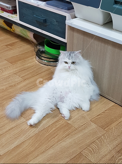 노르워이숲,고양이,반려묘,가족,개냥이,동물,animal,포유류,mammal,고양이,cat,kitten,kitty