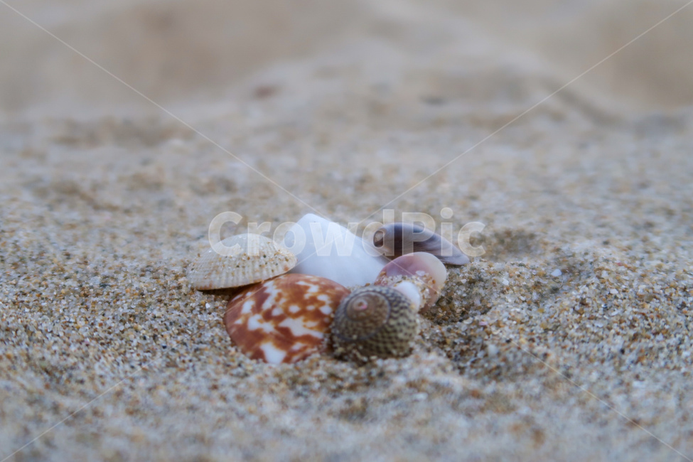 바다,해변,모래,조개,seashell,clam,beach,sea