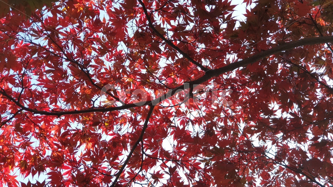 단풍,빨강,red,가을,잎,나무,식물,tree,leaf,가을,계절,fall,autumn,season,식물,자연,plants,nature,나무,trees,wood