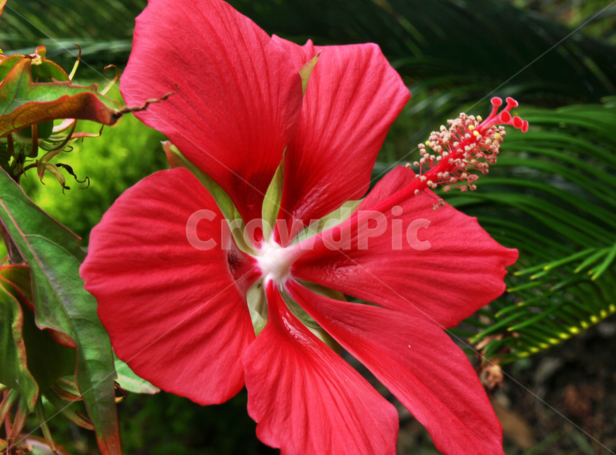 하와이무궁화,식물,꽃,부상화,불상화,히비스커스,식물,자연,plants,nature,꽃,flower