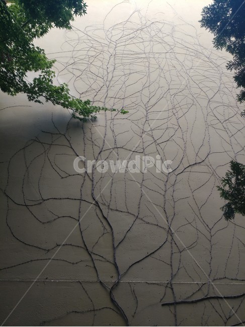 벽,식물,자연,그림,가지,식물,자연,plants,nature