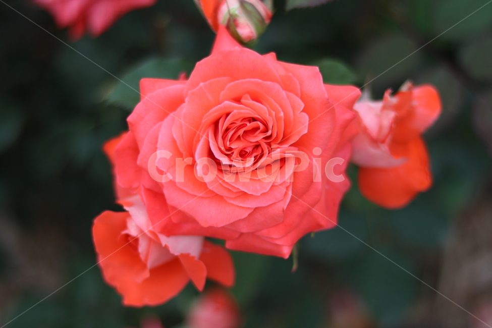 flower,꽃,식물,장미,rose,식물,자연,plants,nature,꽃,flower