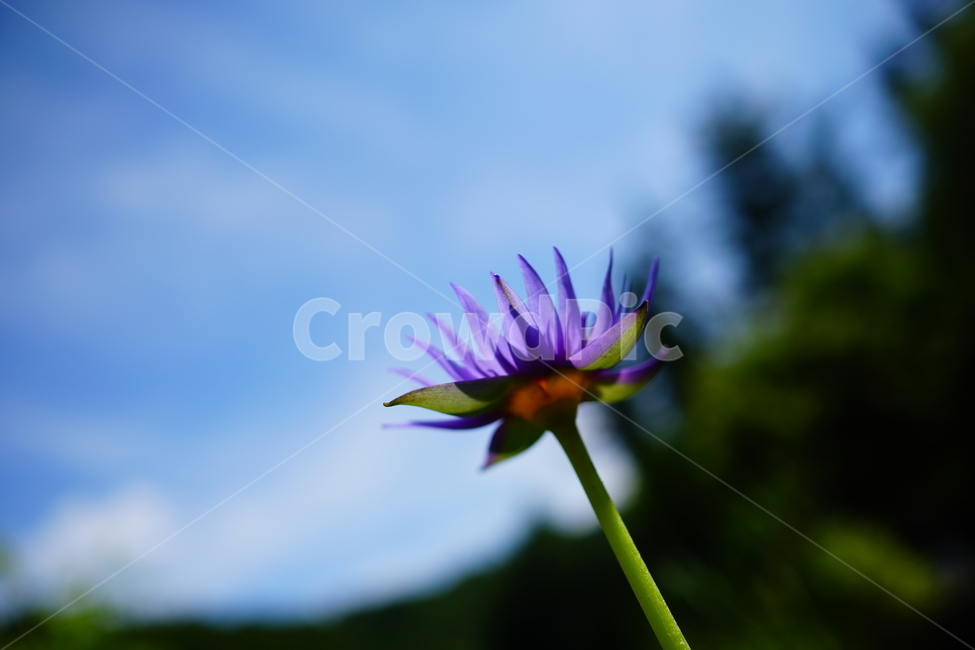 수련,연꽃,연못,식물,수생식물,자연,여름,8월,summer,august,nature,풍경,landscape,플라워,flower,plants,aquaticplant,lotus,pond,waterlily,수련꽃,하늘,블루,blue,sky,여름꽃,꽃사진,식물,자연,plants,nature,꽃,flower