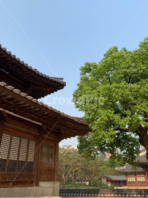 고궁,덕수궁,고즈넉함,한국전통,한옥,koreantraditional,architecture,건축물,한국정원,파란하늘,처마,oriental,oldpalace