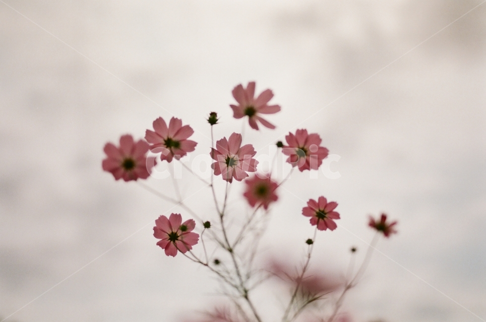 꽃,코스모스,가을,가을꽃,하늘,가을,계절,fall,autumn,season,식물,자연,plants,nature,꽃,flower,감성,sensible,feeling,plant,leaf,잎,blossom,petal,꽃잎