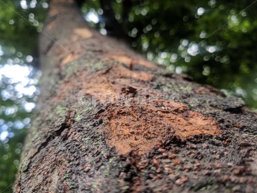 plant,식물,tree,treetrunk,나무줄기,자연,나뭇가지,나무표면