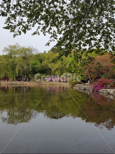 창경궁,연못,봄,꽃,비침