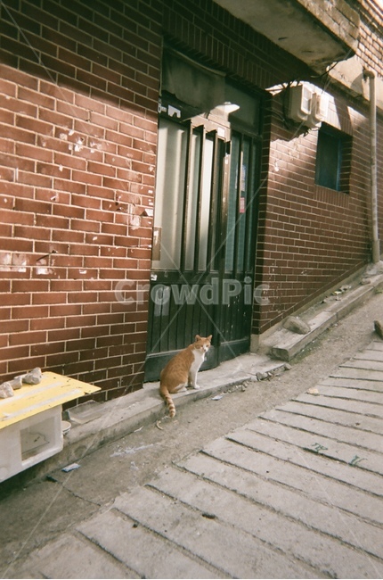 고양이,벽돌,brick,cat,필름카메라