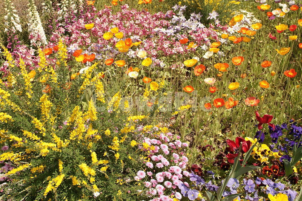 꽃,풍경,감성,식물,자연,식물자연,색깔,color,계절,plants,sense,색상,색채,색감,가든