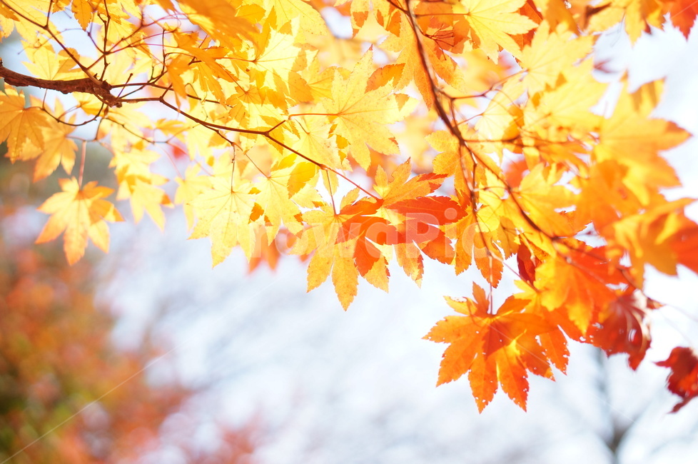 가을,단풍,풍경,빛,빨강,leaf,잎,plant,식물,tree,나무