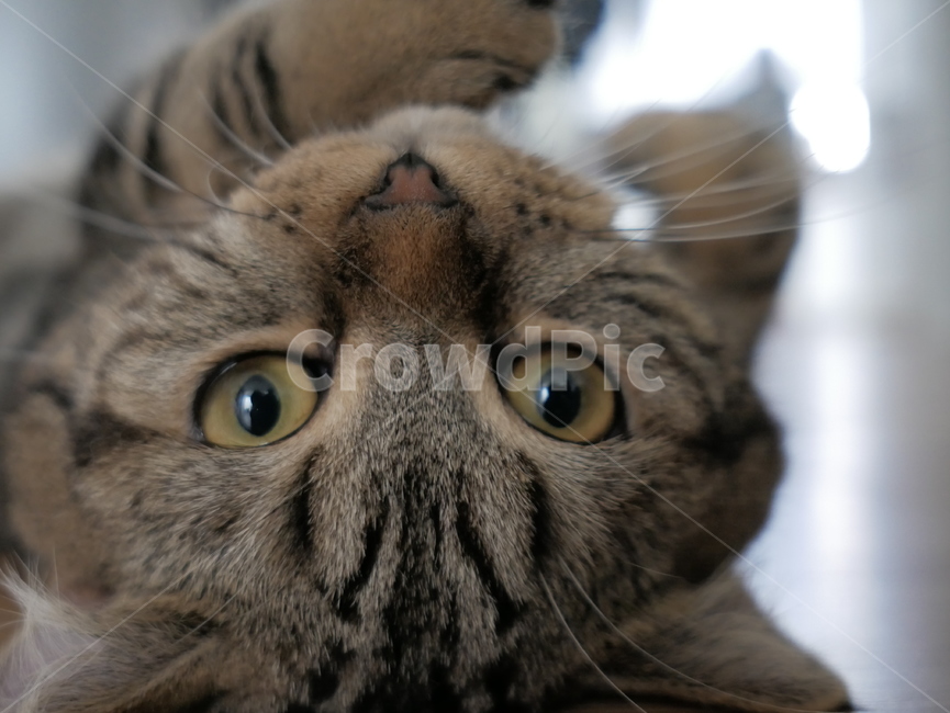고양이,동물,얼굴,표정,개냥이,호기심,애교,귀여운,동물,animal,포유류,mammal,고양이,cat,kitten,kitty