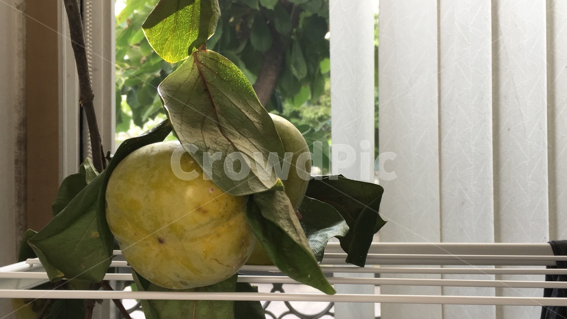 감,단감,가을,과일,제철과일,가을과일,fruit,과일,열매,fruit