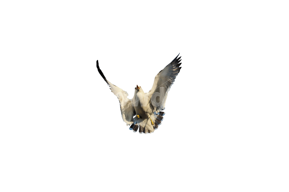갈매기,새,조류,날개,바다,누끼,바닷가,자연,하늘,부리,seagull,bird,풍경,naturelandscape,sea,동물,animal,birds,감성sensible,feeling,outdoors,옥외,transportation,동물,animal,조류,새,birds,누끼,remove background