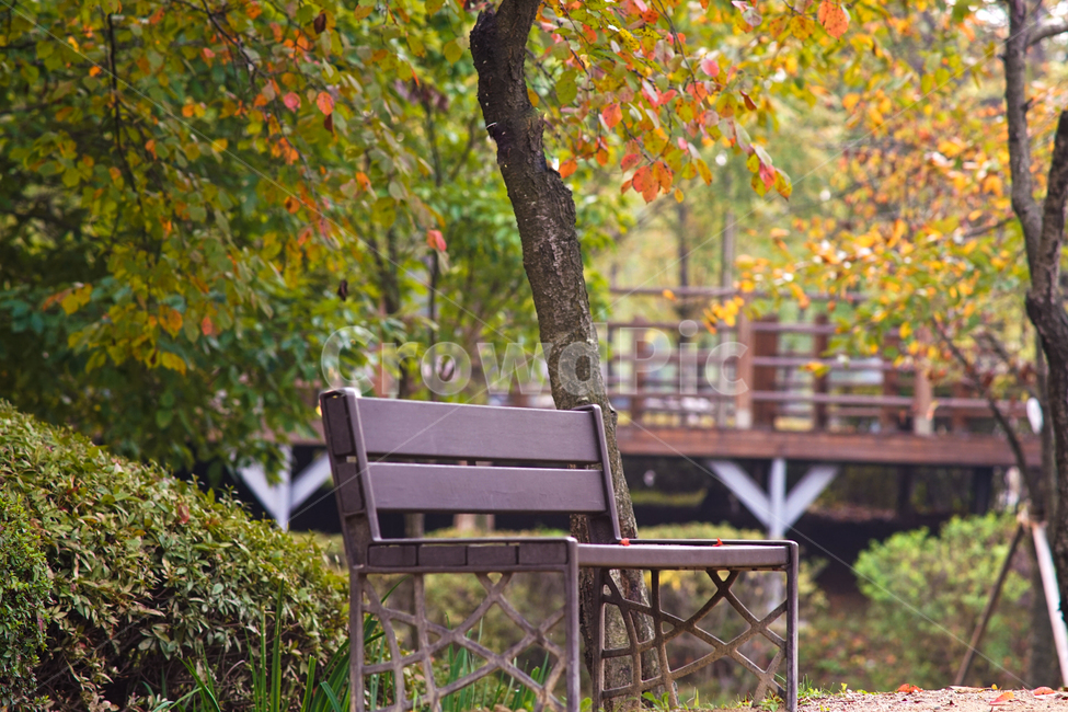 가을,단풍,풍경,계절,나무,추색,공원,산책로,가을,계절,fall,autumn,season,휴식,힐링,rest,relaxation,healing,furniture,가구,bench,벤치
